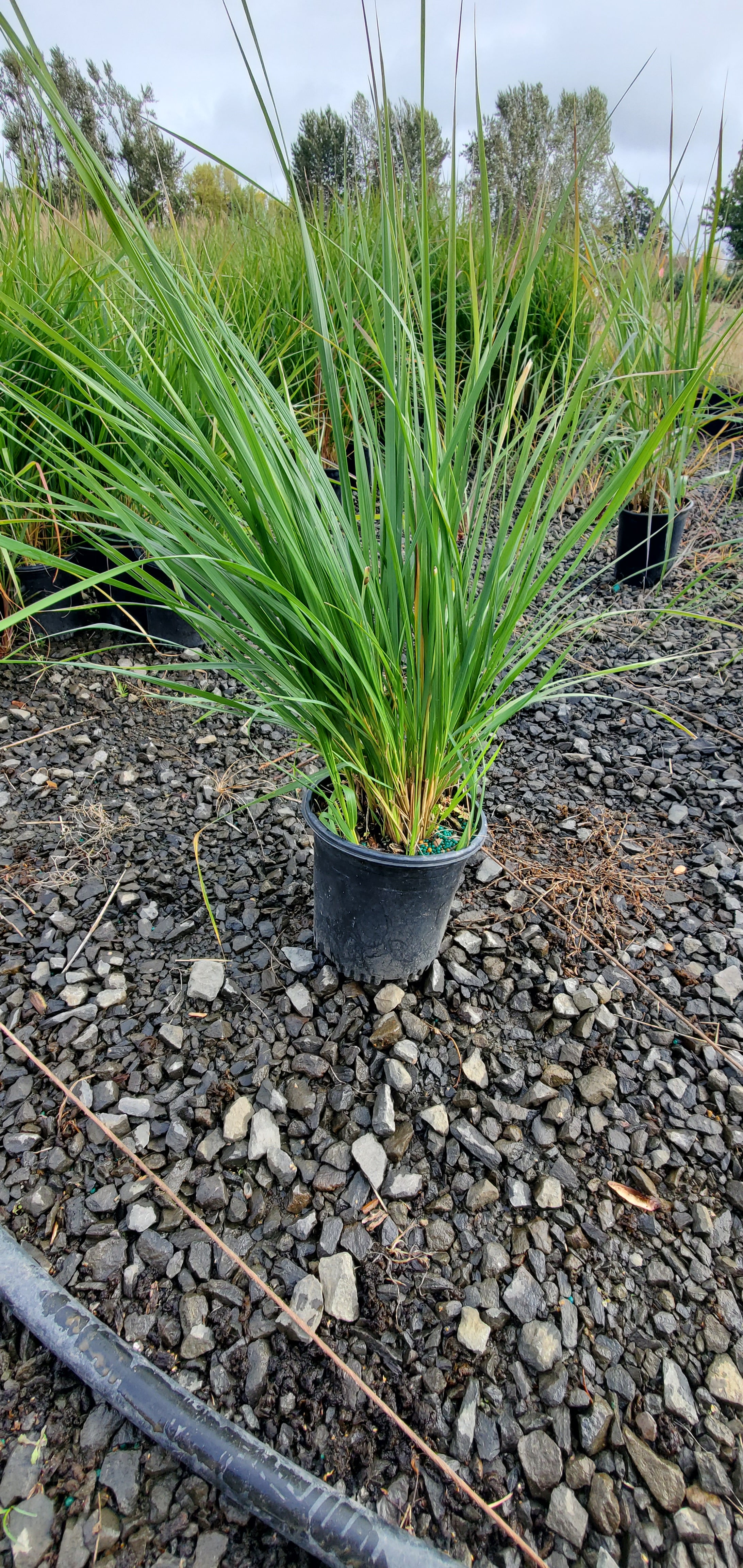 Calamagrostis Karl Foerster Grass