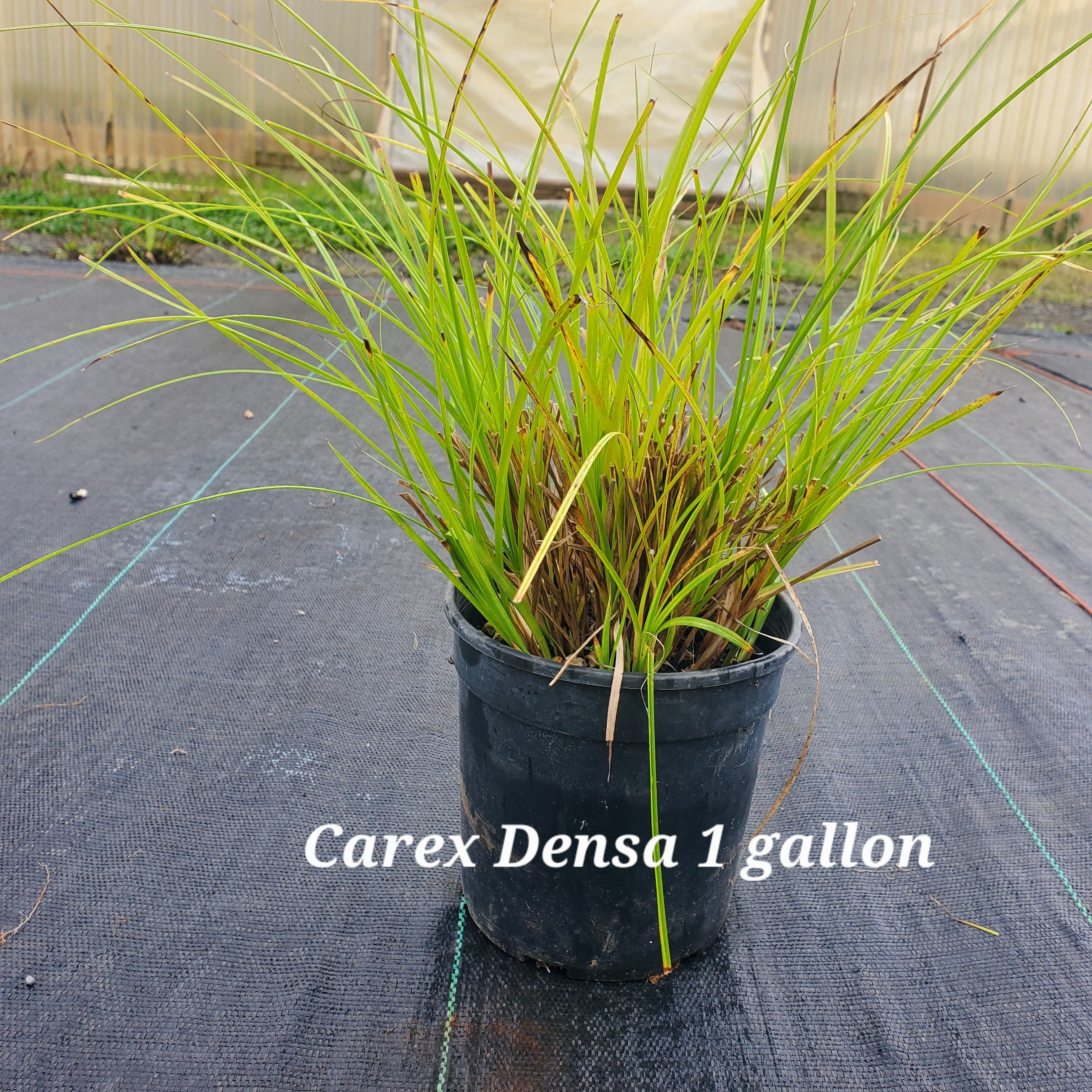 Carex Densa
