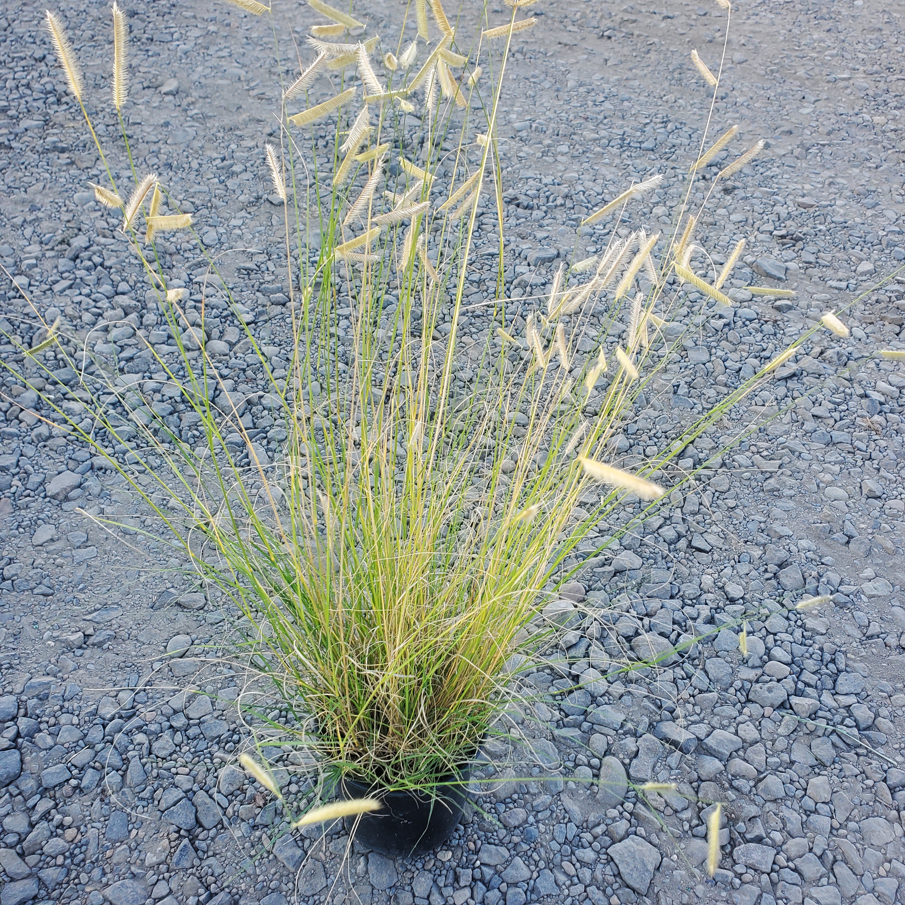 Bouteloua gracilis 'Blonde Ambition'