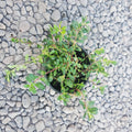 Arctostaphylos uva-ursi Massachusetts