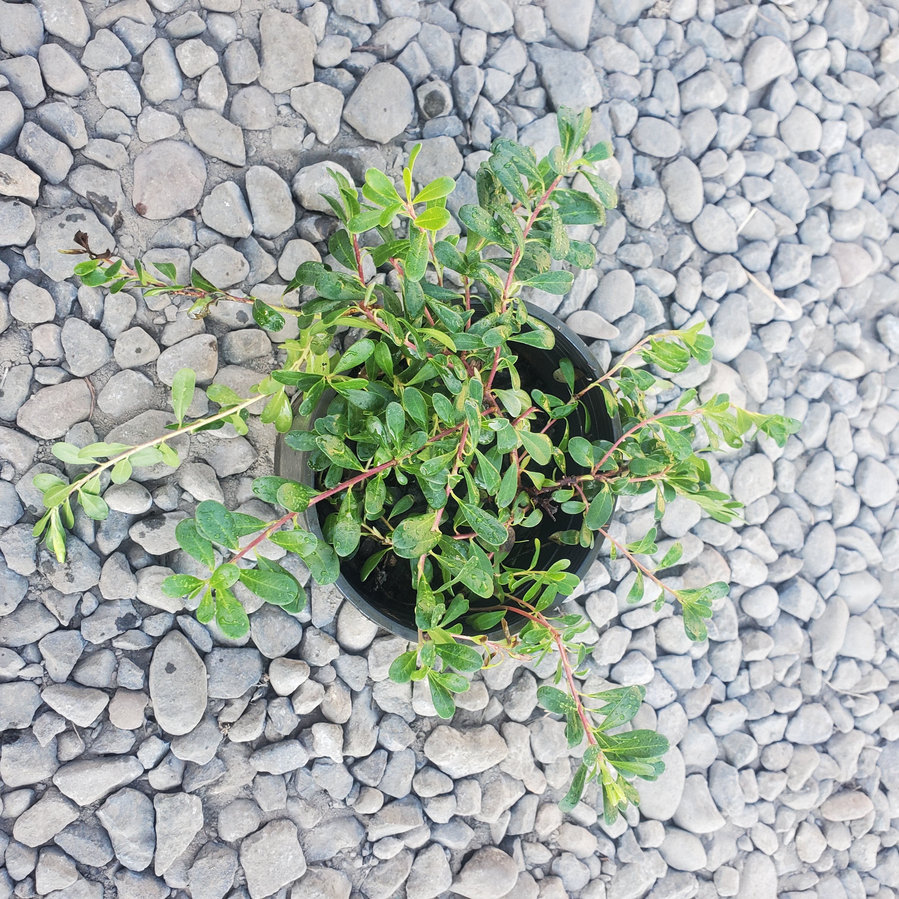 Arctostaphylos uva-ursi Massachusetts